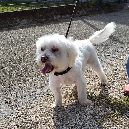 JELLY, female senior mixed breed for adoption at SPA de Lyon et du Sud-Est