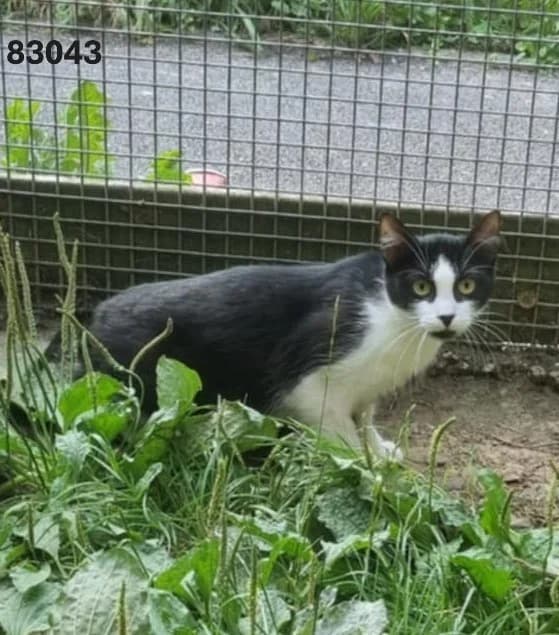 Chat 83043, female Mixed Breed for adoption at SPA de Marly, Marly
