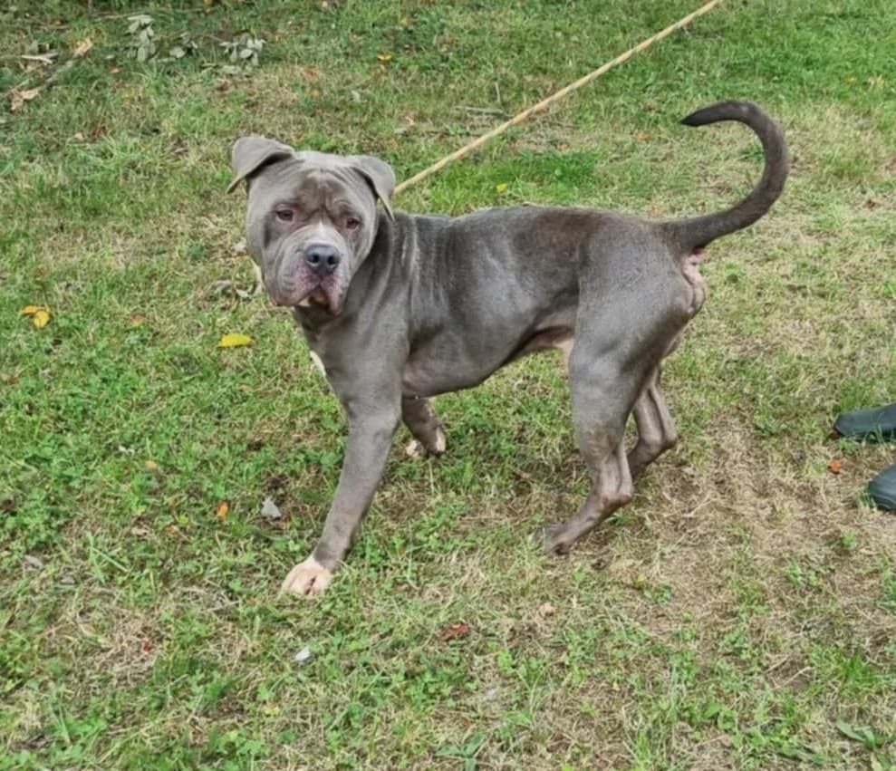AMERICAN BULLY, male 6yo Mixed Breed for adoption at SPA de Marly, Marly