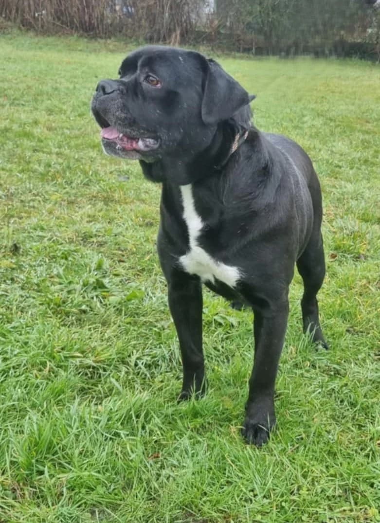 CANE CORSO FEMELLE, female 6yo Mixed Breed for adoption at SPA de Marly, Marly