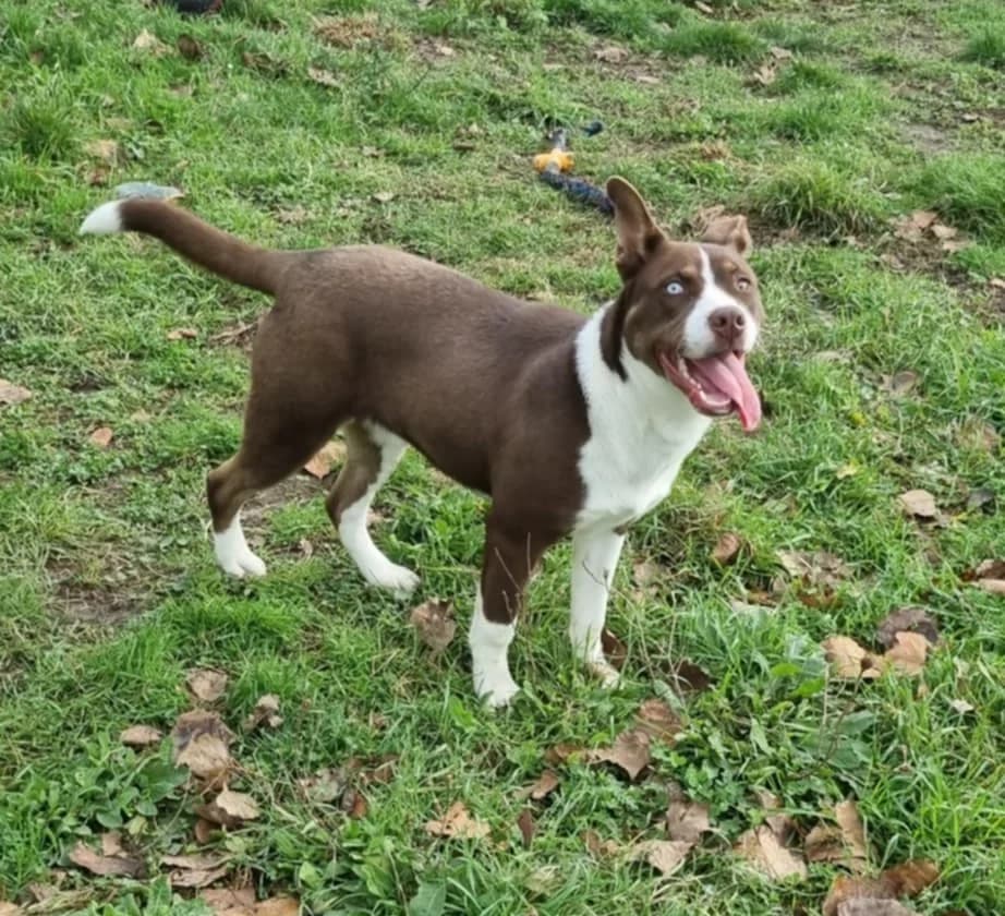 NALA, female Mixed Breed for adoption at SPA de Marly, Marly
