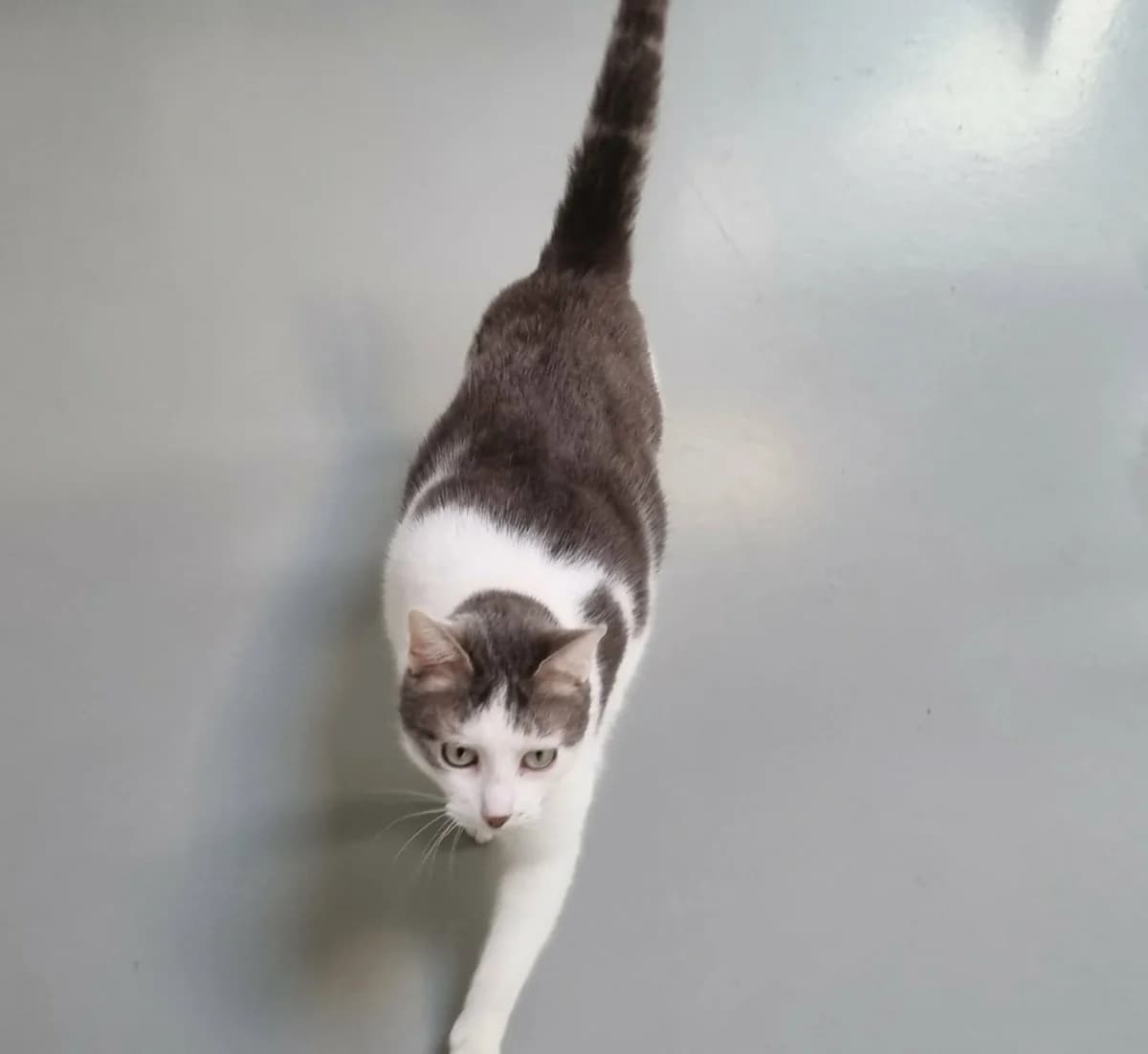 83526,  Mixed Breed for adoption at SPA de Marly, Marly
