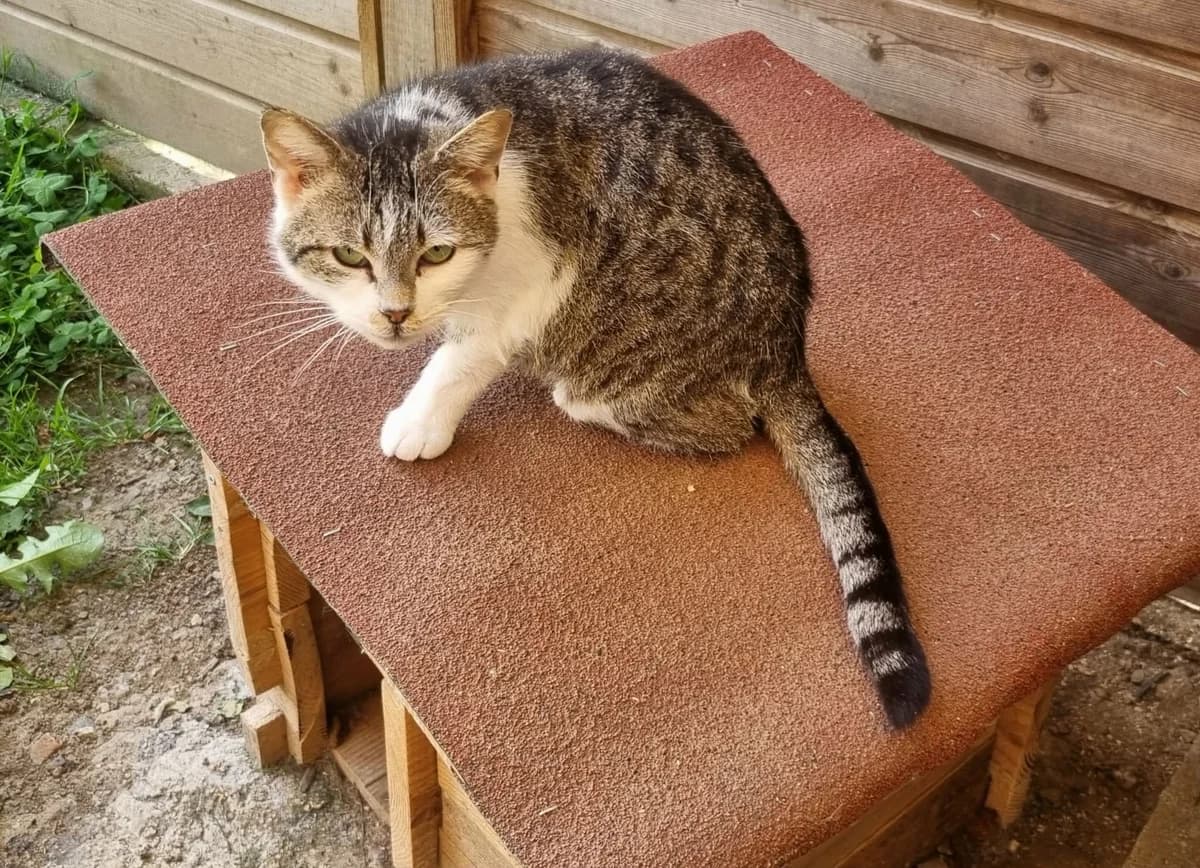 83535,  Mixed Breed for adoption at SPA de Marly, Marly