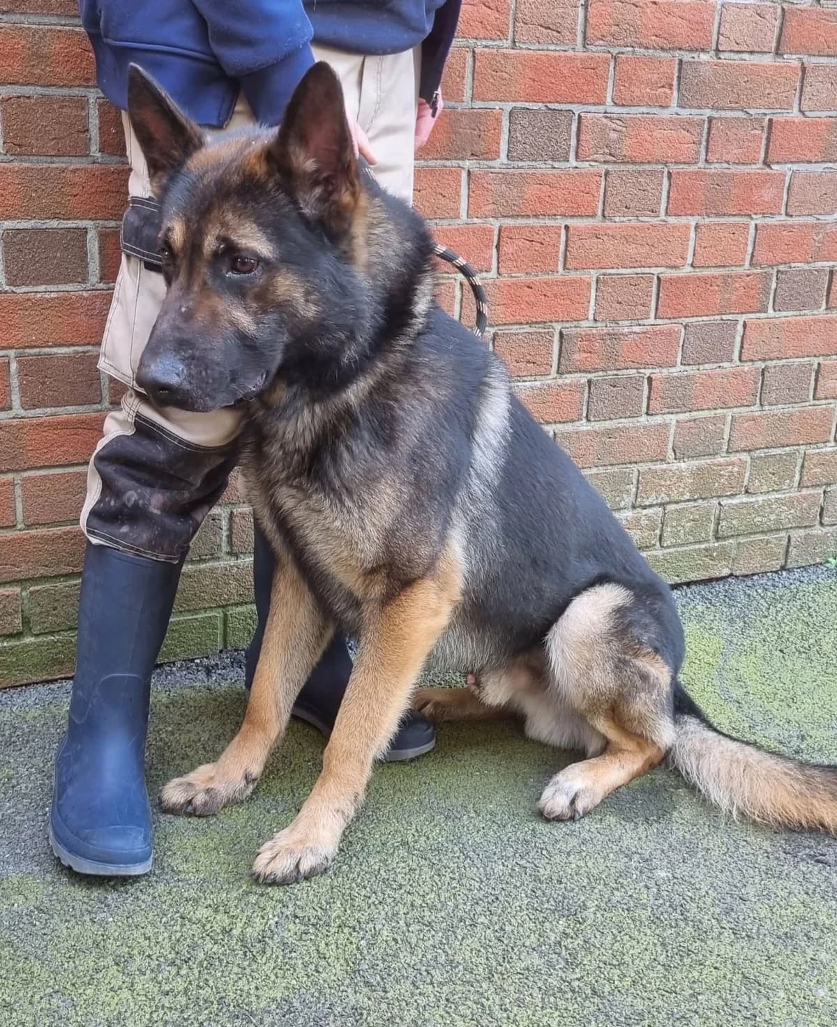 83642,  Mixed Breed for adoption at SPA de Marly, Marly