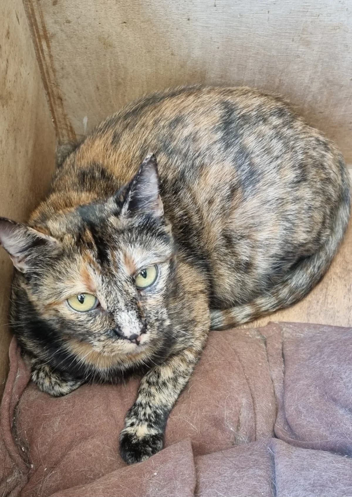 Chat 83683,  3yo Mixed Breed for adoption at SPA de Marly, Marly