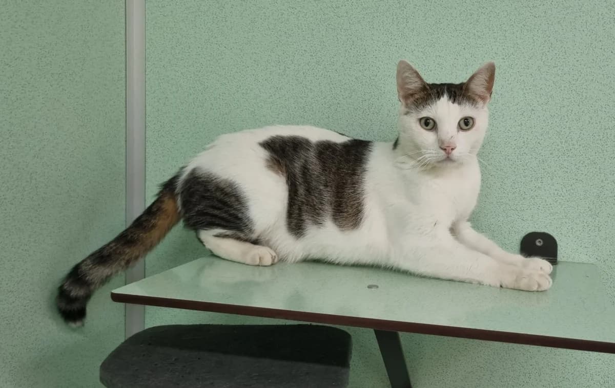 Marcus,  3yo Mixed Breed for adoption at SPA de Marly, Marly