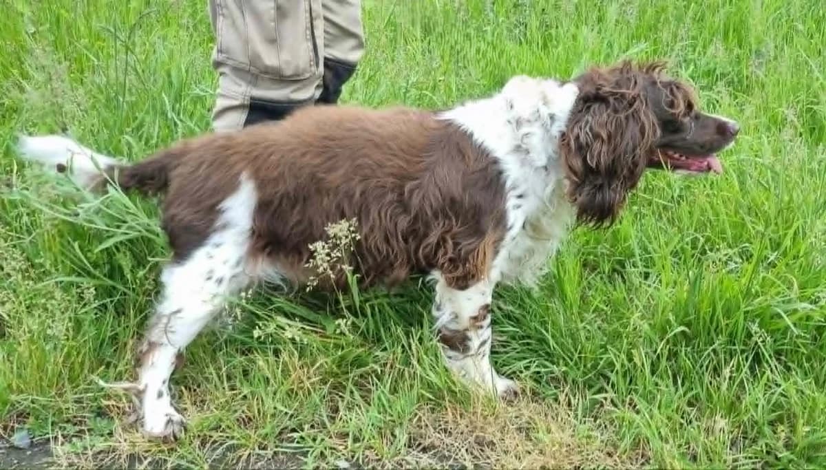 Fils, male 7yo mixed breed for adoption at SPA de Marly, Marly