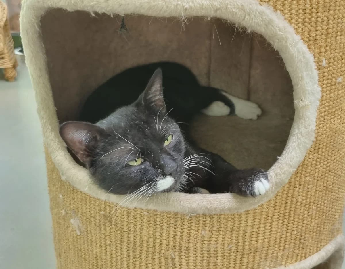 Chat 83817,  young Mixed Breed for adoption at SPA de Marly, Marly