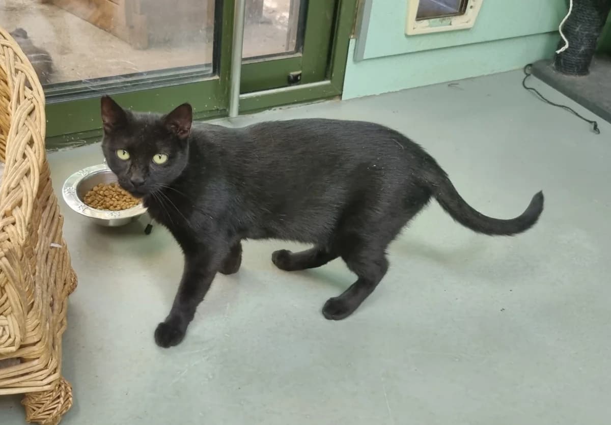 Chatte européenne,  young Mixed Breed for adoption at SPA de Marly, Marly