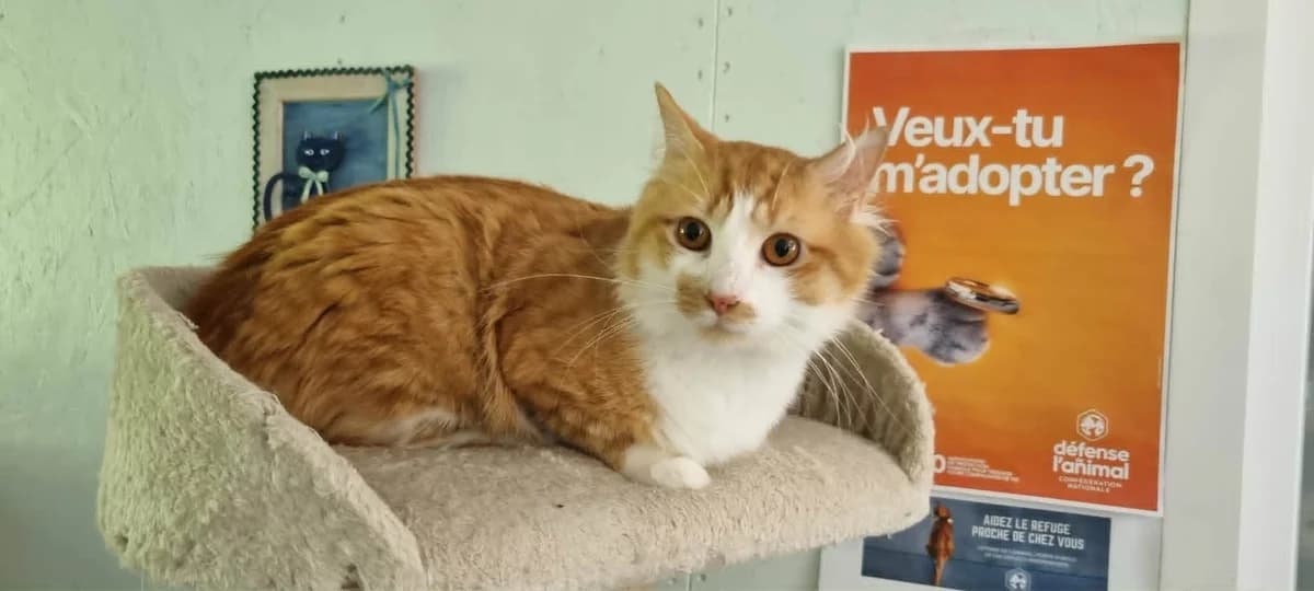 Chat 83833, male Mixed Breed for adoption at SPA de Marly, Marly