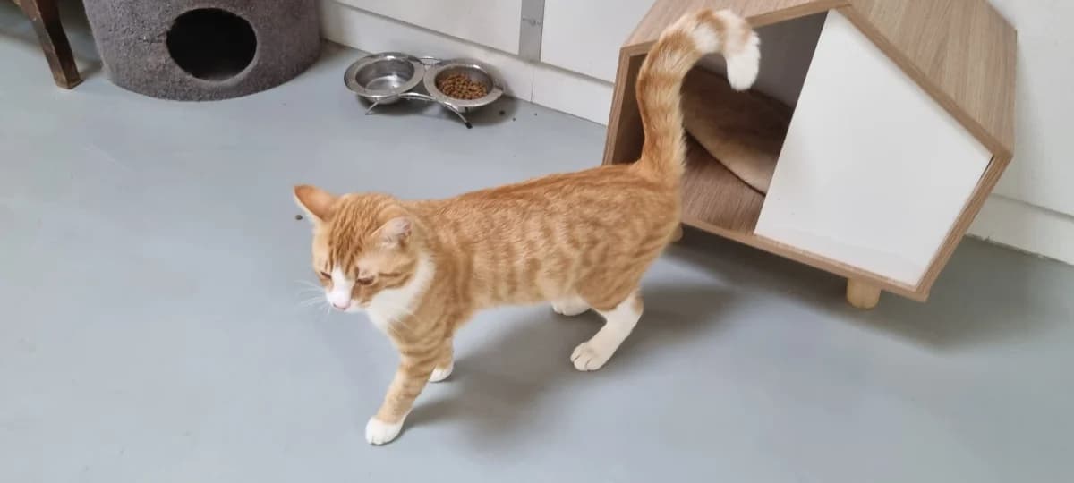 Chat 83849,  young Mixed Breed for adoption at SPA de Marly, Marly