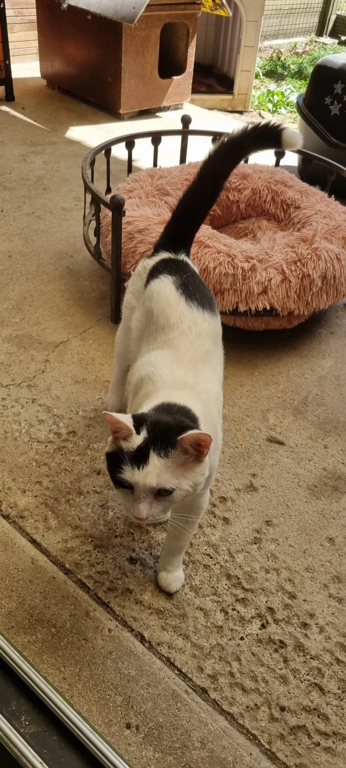 Chat 83855, male young European Shorthair for adoption at SPA de Marly, Marly