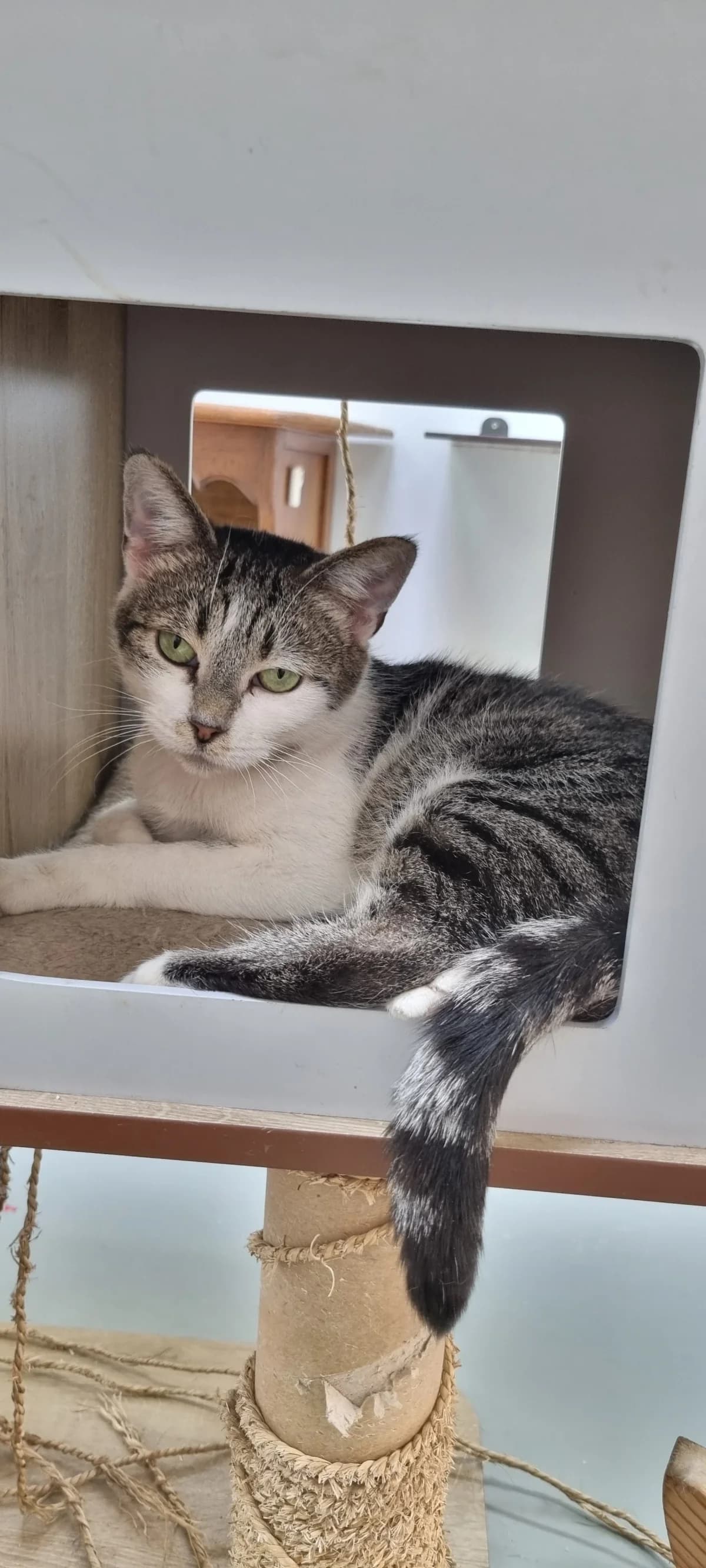 Chat 83857,  senior Mixed Breed for adoption at SPA de Marly, Marly
