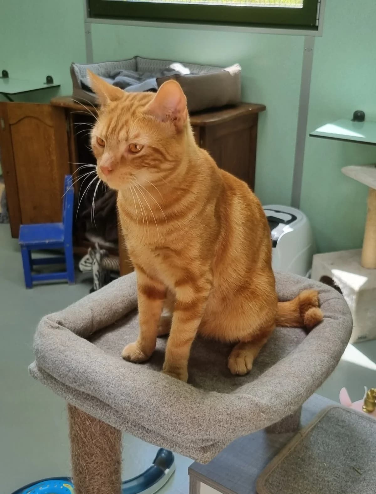 Chat 83858,  young Mixed Breed for adoption at SPA de Marly, Marly