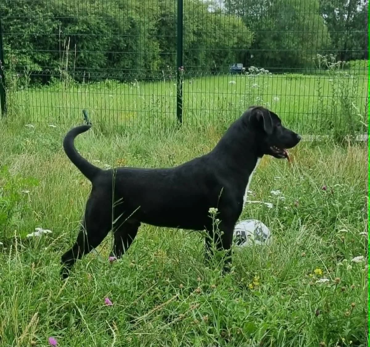 Croisé labrador, male young Mixed Breed for adoption at SPA de Marly, Marly