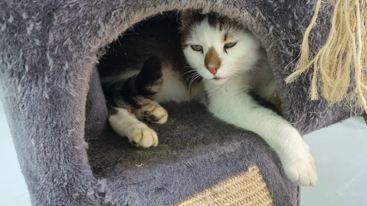 Caramel,  6yo Mixed Breed for adoption at SPA de Marly, Marly