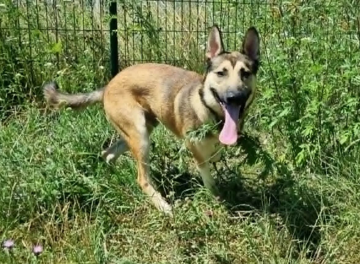 Croisé Malinois Husky, male Mixed Breed for adoption at SPA de Marly, Marly