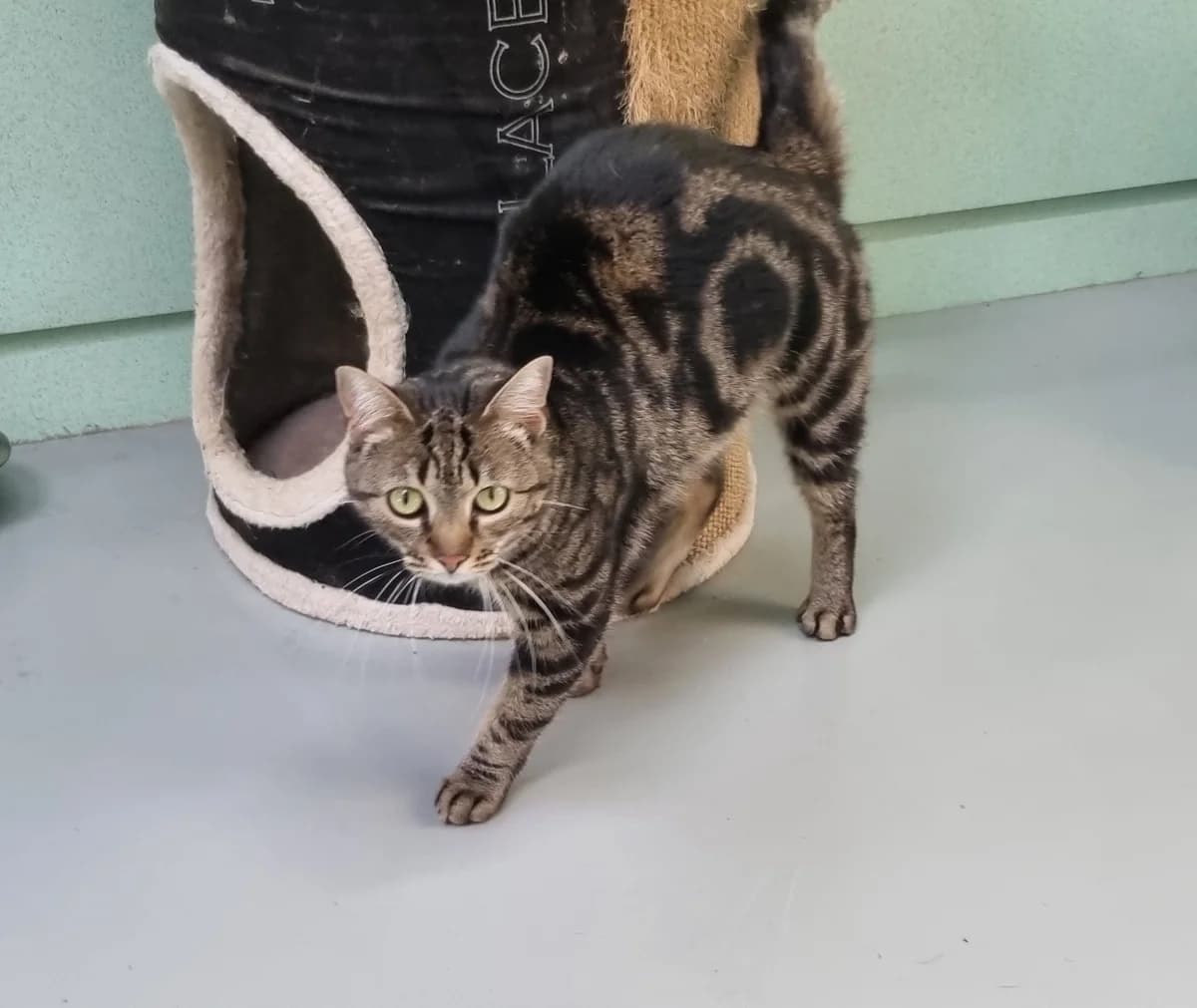 Chatte européenne,  Mixed Breed for adoption at SPA de Marly, Marly