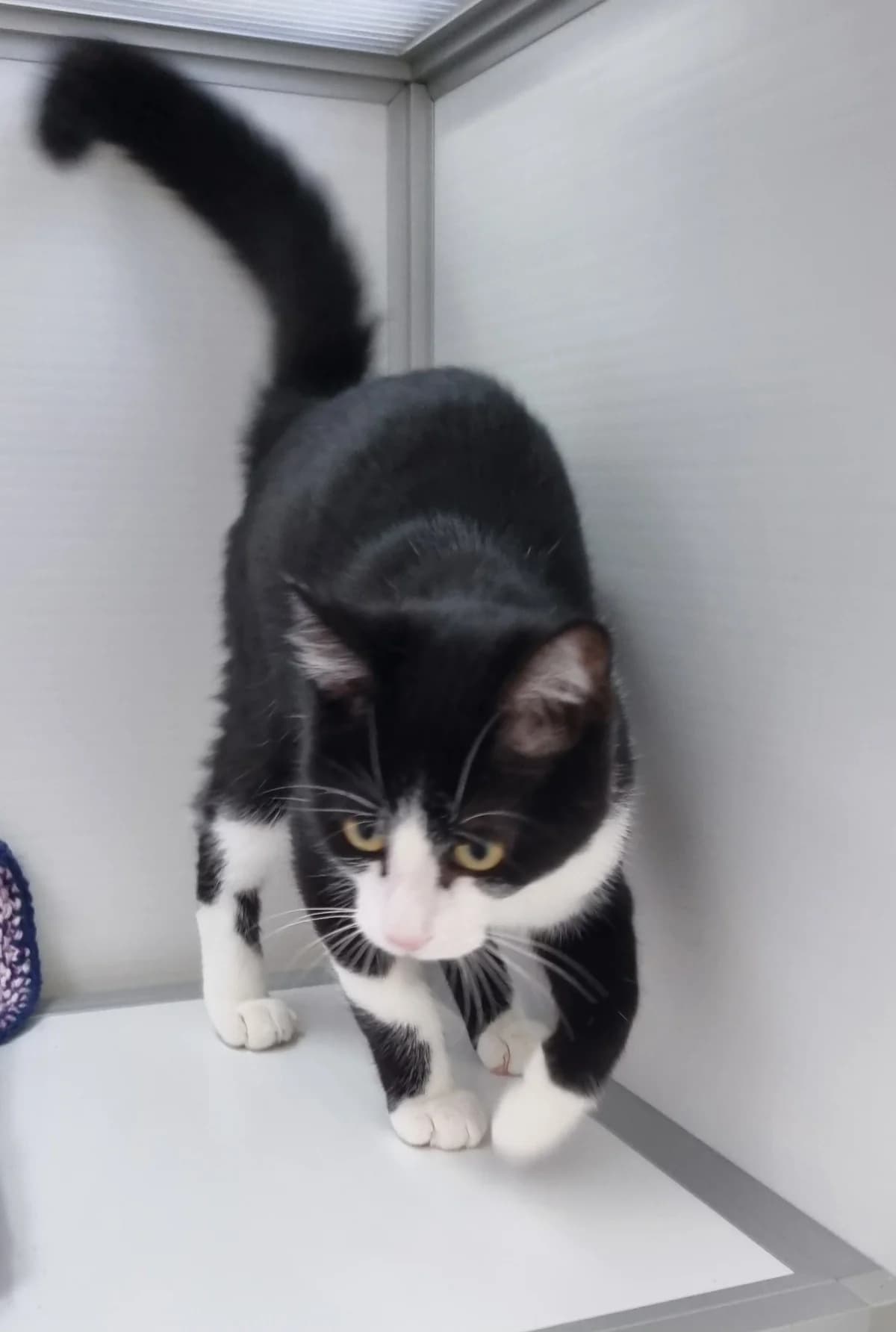 Chat 83896, male puppy mixed breed for adoption at SPA de Marly, Marly