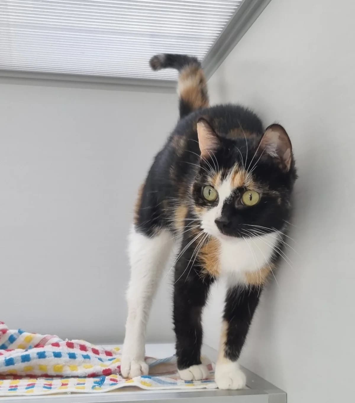 Chatte européenne,  4yo Mixed Breed for adoption at SPA de Marly, Marly