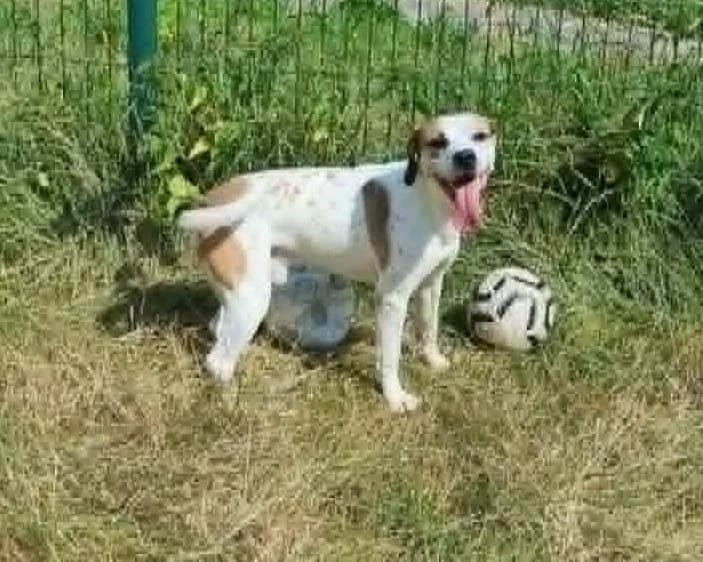 Croisé pointer mâle, male Mixed Breed for adoption at SPA de Marly, Marly
