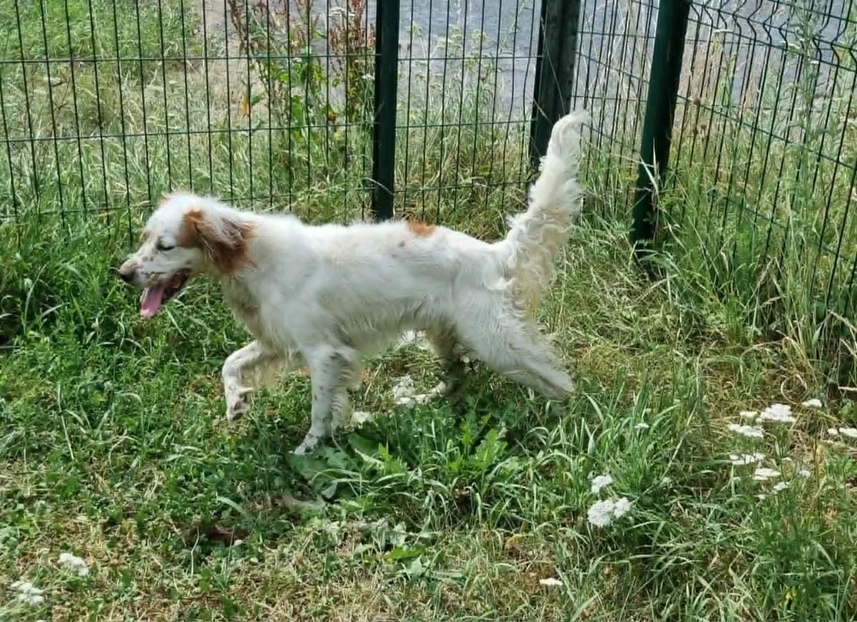 Ulys, male 4yo English Setter for adoption at SPA de Marly, Marly