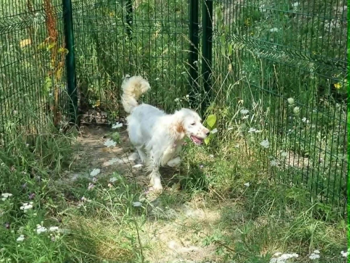 Urf, male 4yo English Setter for adoption at SPA de Marly, Marly