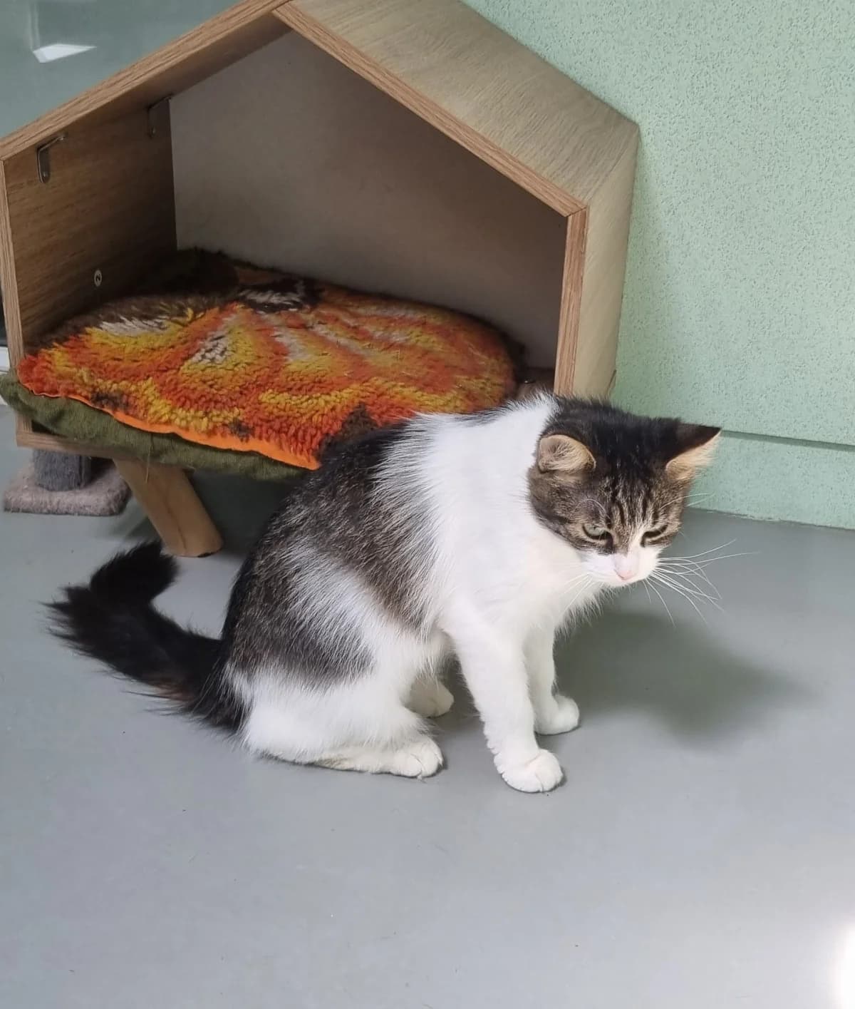 Chatte européenne,  4yo Mixed Breed for adoption at SPA de Marly, Marly