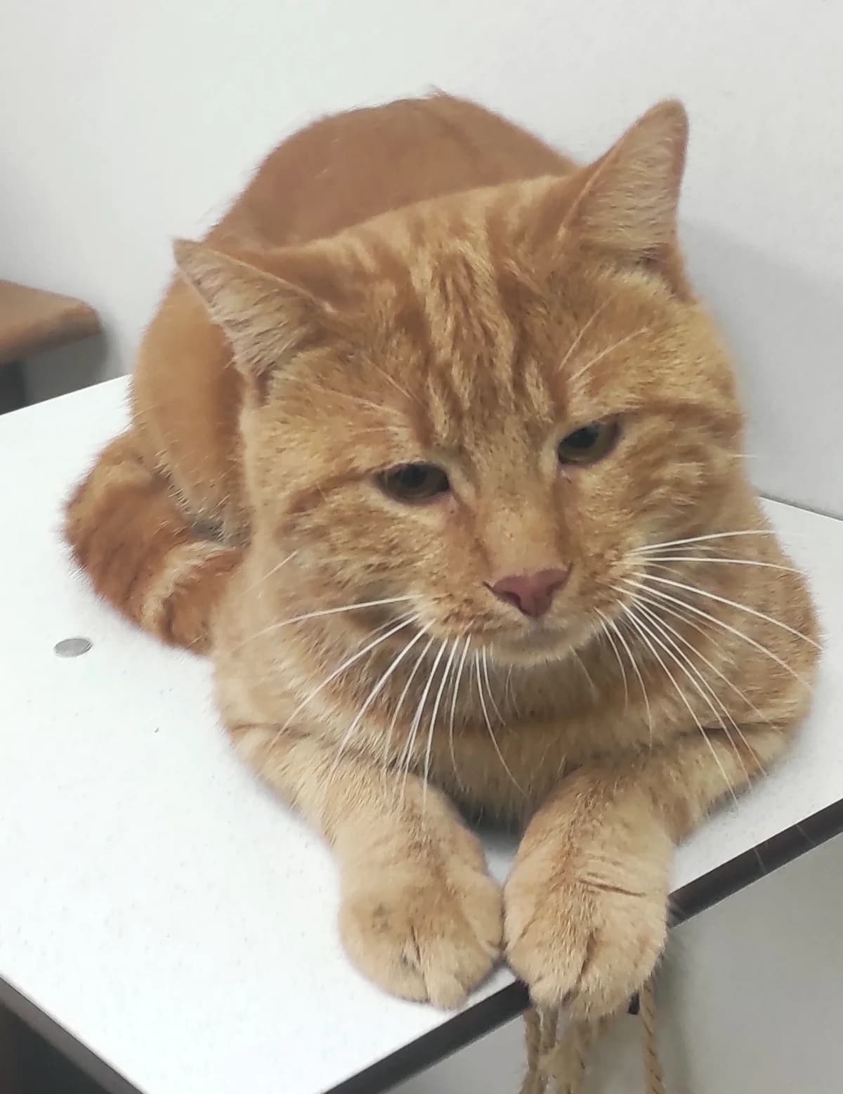 Chat 83929, male Mixed Breed for adoption at SPA de Marly, Marly