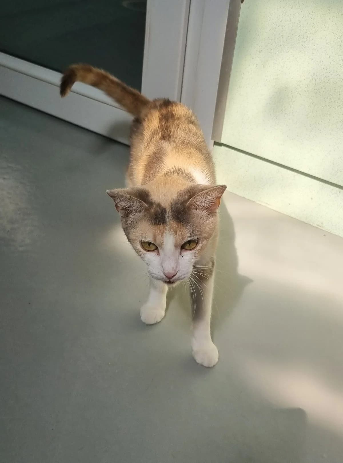 Chatte européenne,  young Mixed Breed for adoption at SPA de Marly, Marly