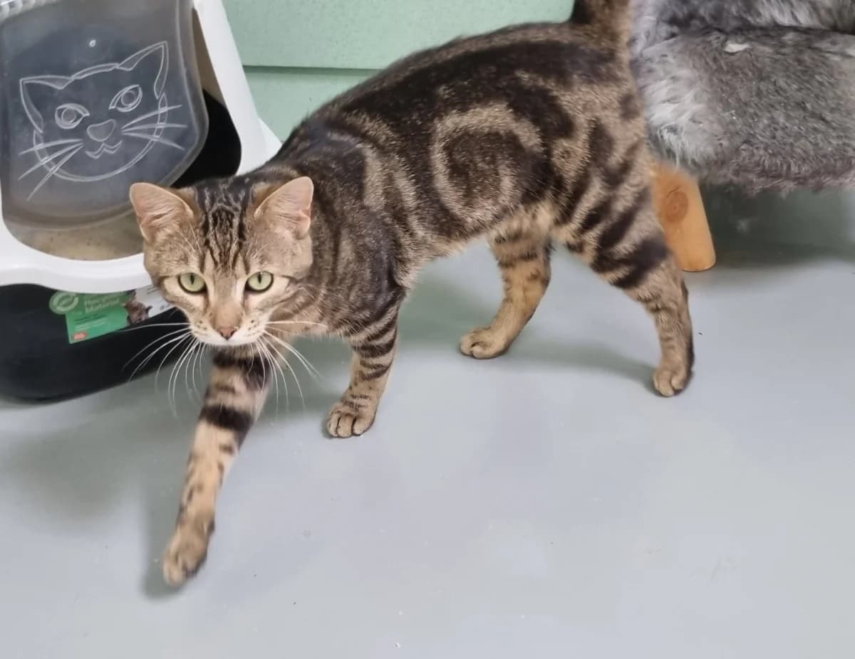 Chat 83936,  young Mixed Breed for adoption at SPA de Marly, Marly