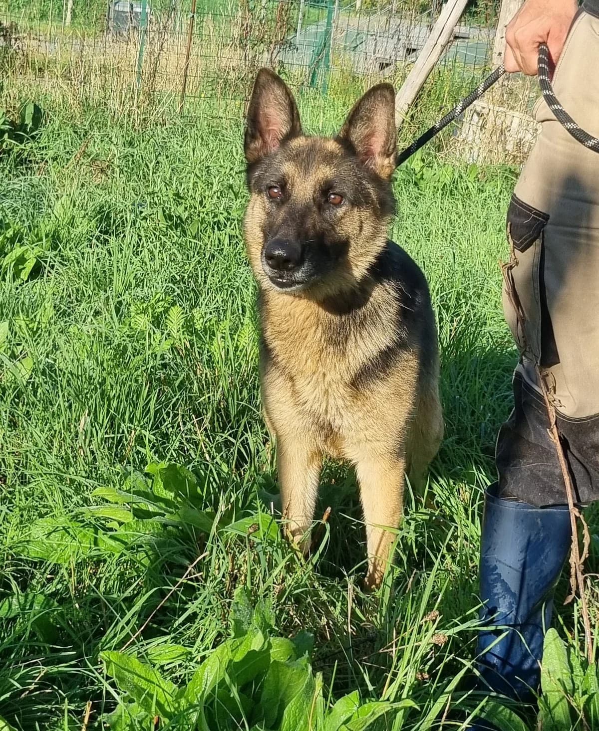 Chien 83956-1, female Mixed Breed for adoption at SPA de Marly, Marly