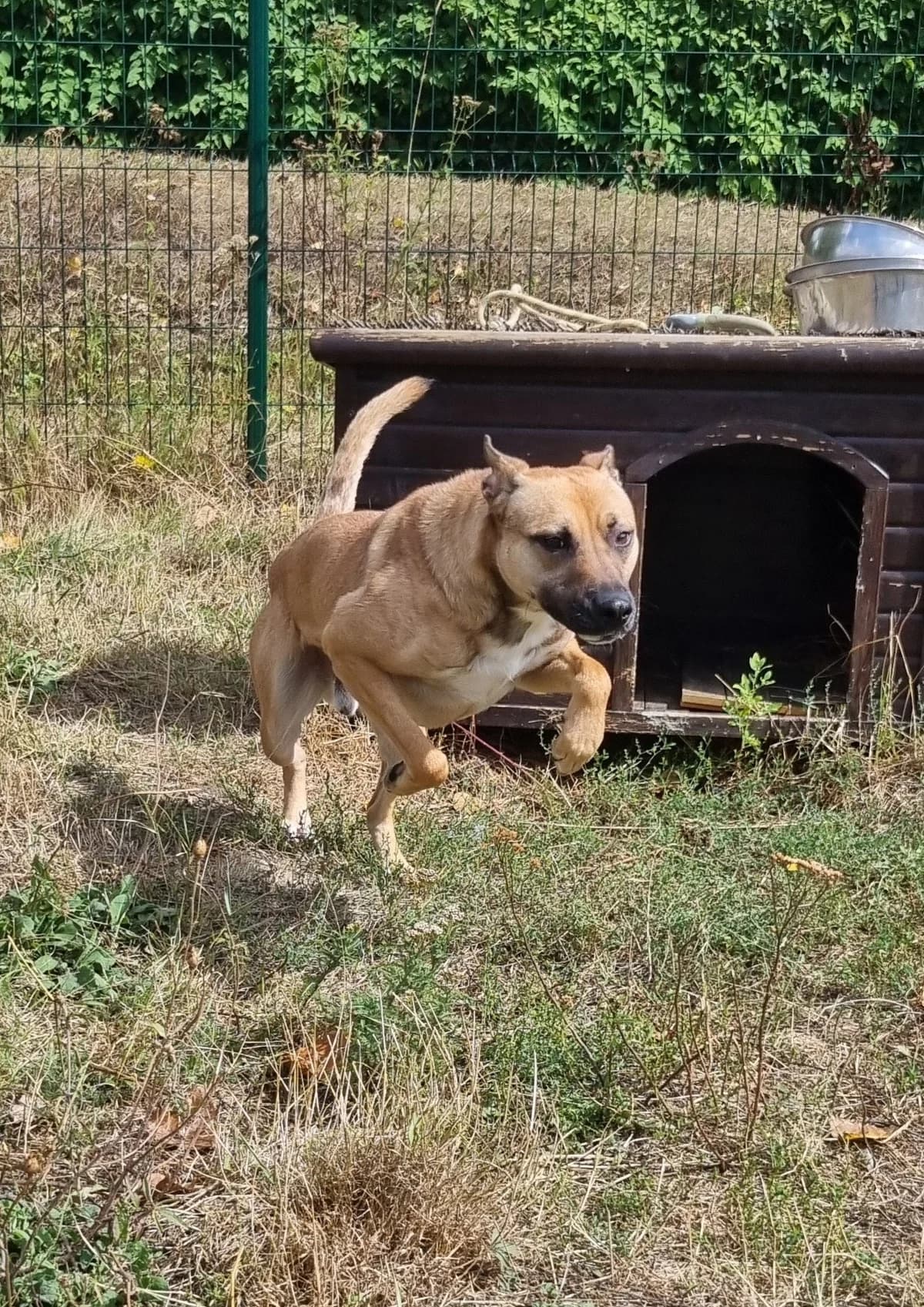 Croisé malinois mâle, male Mixed Breed for adoption at SPA de Marly, Marly