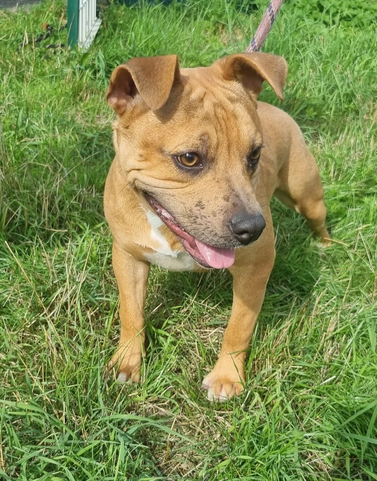 Staffy, male young Mixed Breed for adoption at SPA de Marly, Marly