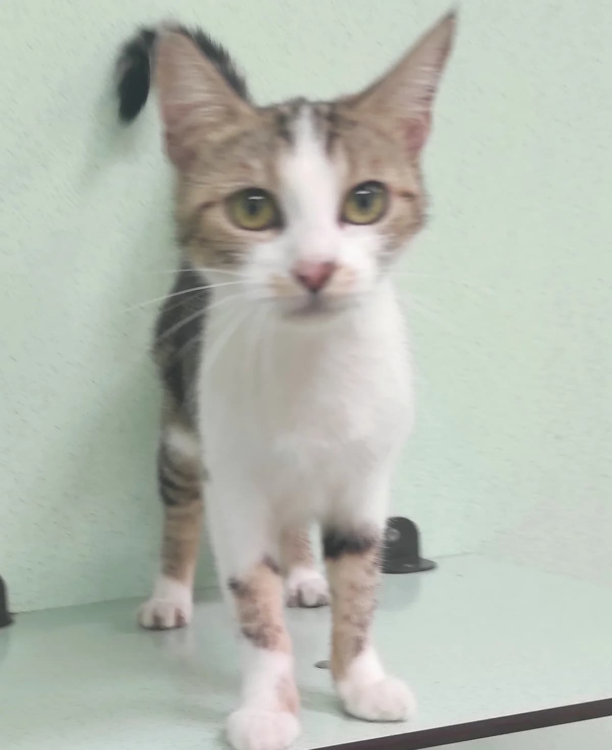 Chatte européenne,  Mixed Breed for adoption at SPA de Marly, Marly