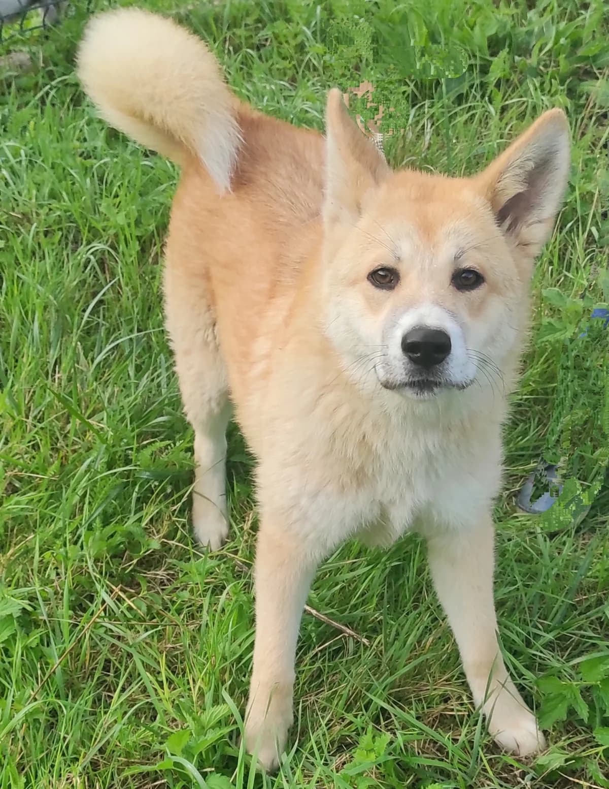 Croisé Shiba mâle, male Mixed Breed for adoption at SPA de Marly, Marly