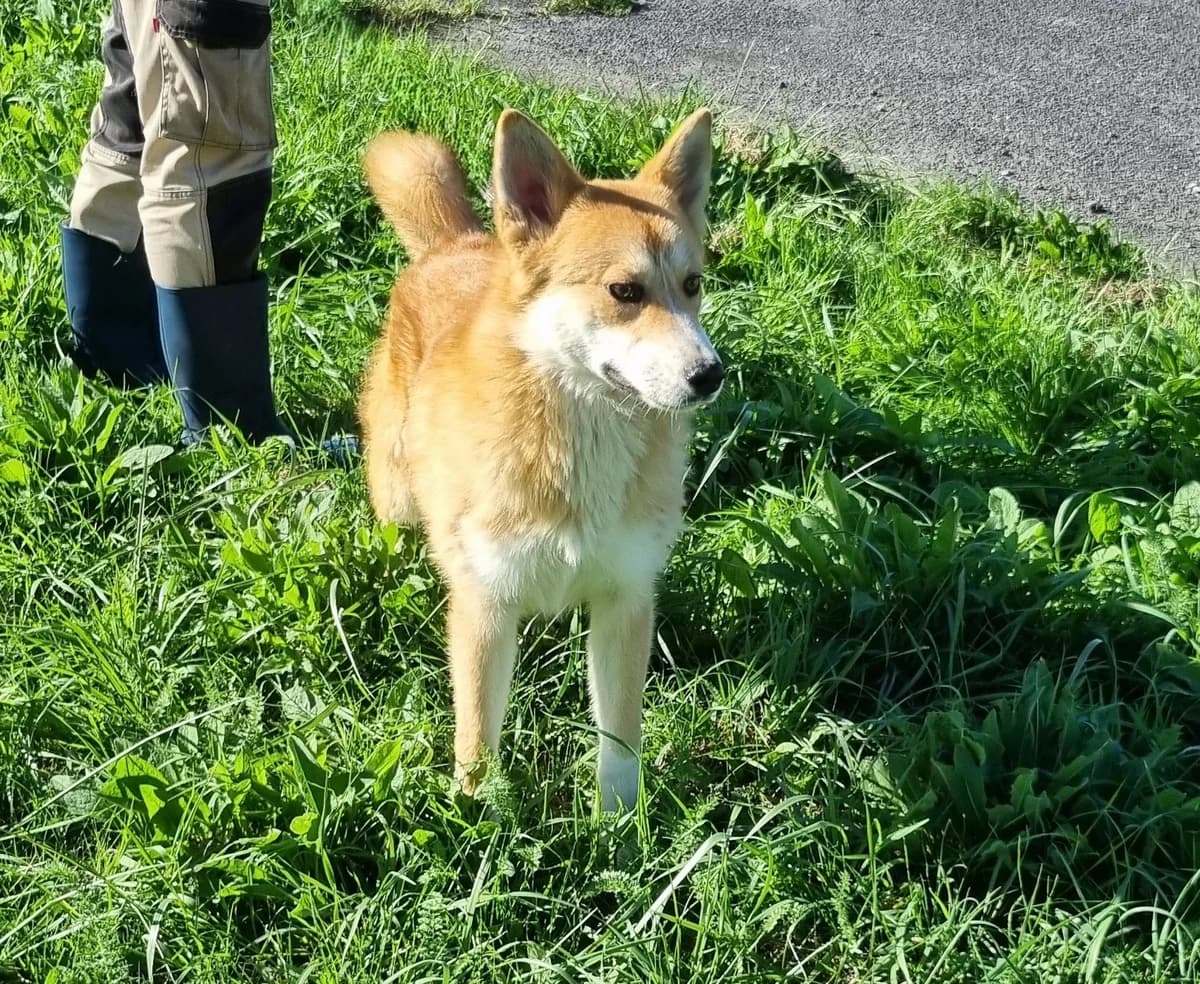 Croisé Shiba, male Mixed Breed for adoption at SPA de Marly, Marly