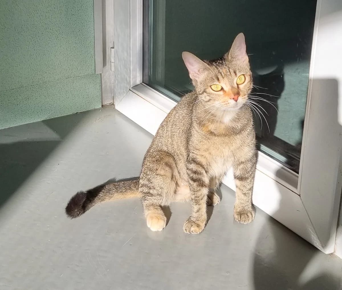 Chatte européenne, young Mixed Breed for adoption at SPA de Marly, Marly