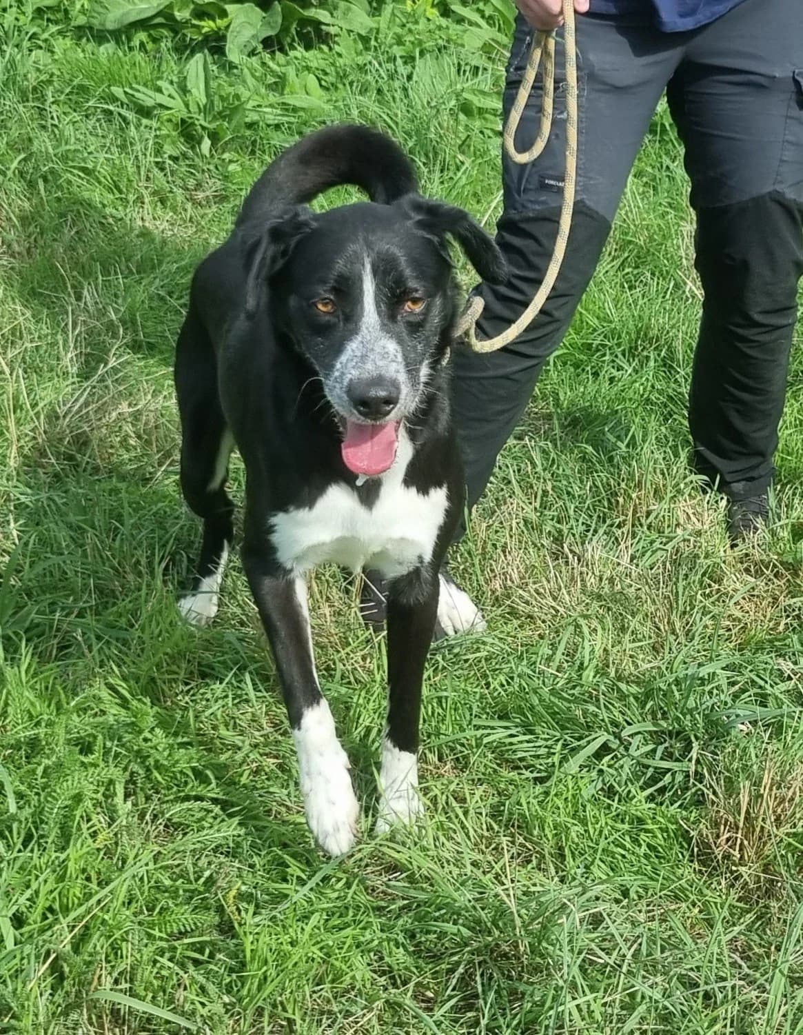 Chien 84000, male Border Collie for adoption at SPA de Marly, Marly