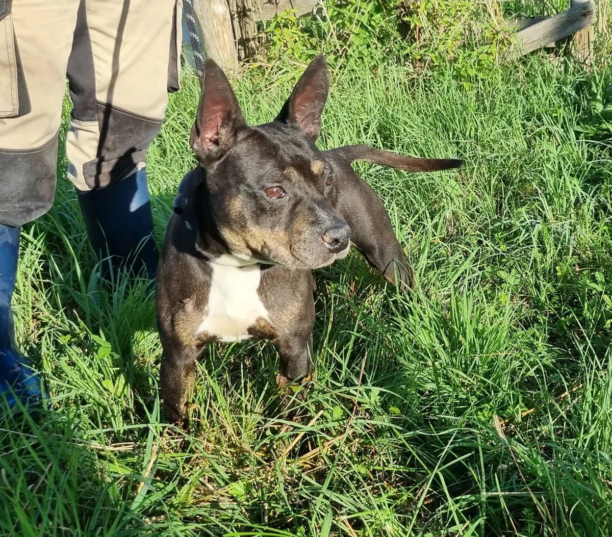 Chien 84030, female 5yo Staffordshire Bull Terrier for adoption at SPA de Marly, Marly