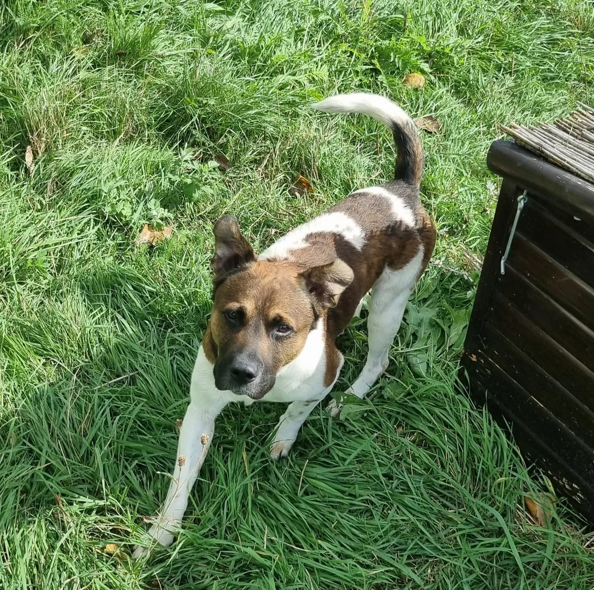 Chien 84034, male Mixed Breed for adoption at SPA de Marly, Marly