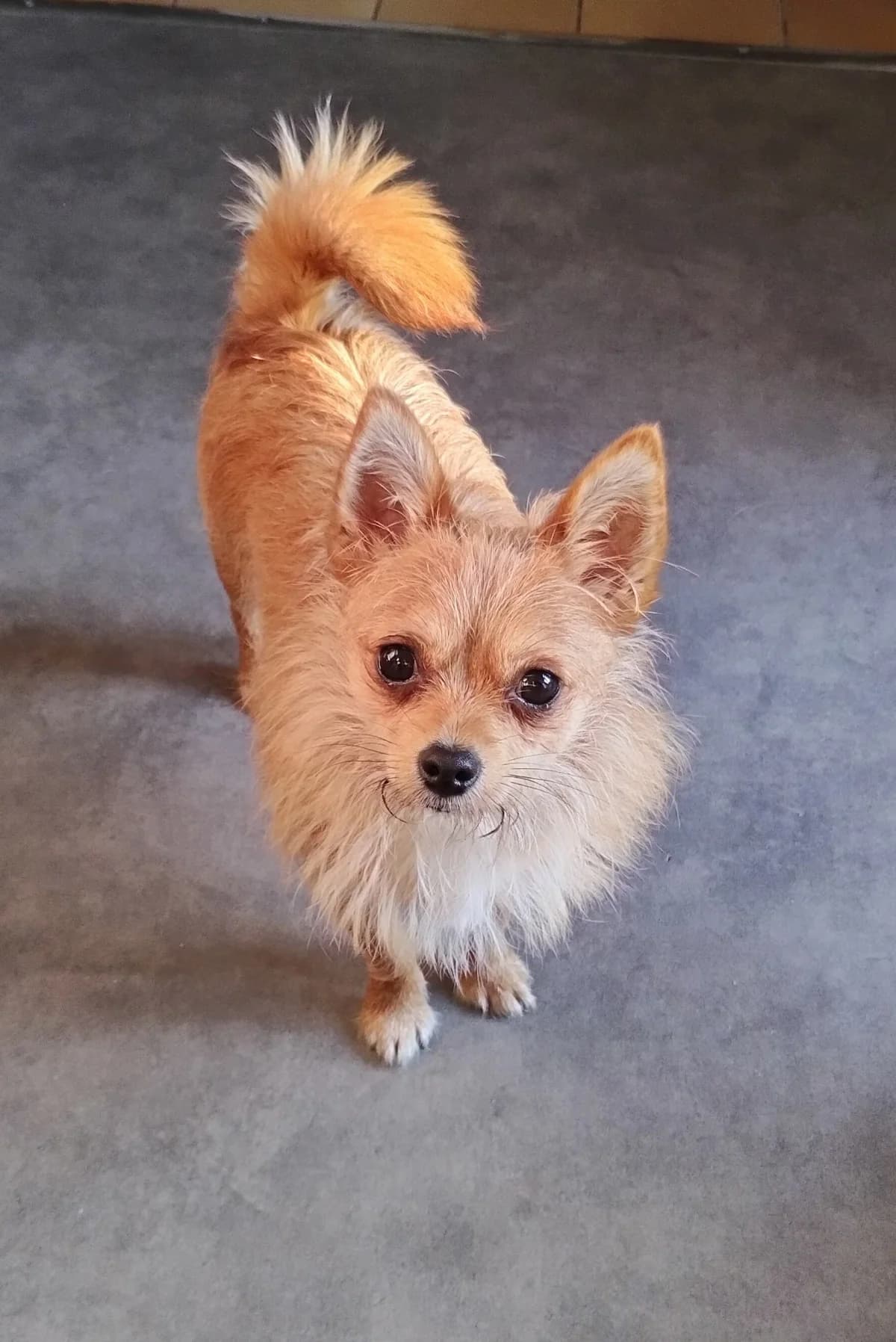 Voyou,  Mixed Breed for adoption at SPA de Marly, Marly