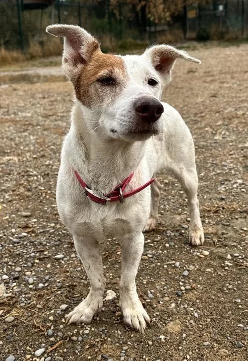 Bonjour, moi c'est Aida !,  young Jack Russell Terrier for adoption at SPA Marseille Provence, Marseille
