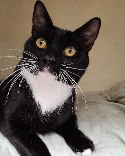 Bonjour, moi c'est Akira !,  Mixed Breed for adoption at SPA Marseille Provence, Marseille