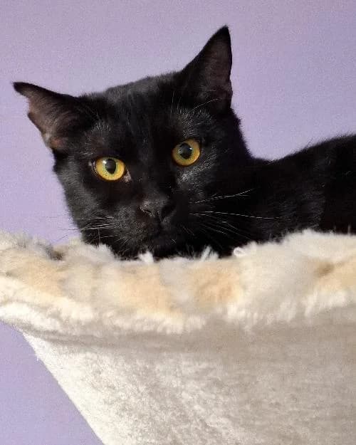 Bonjour, moi c'est Aldo !,  Mixed Breed for adoption at SPA Marseille Provence, Marseille