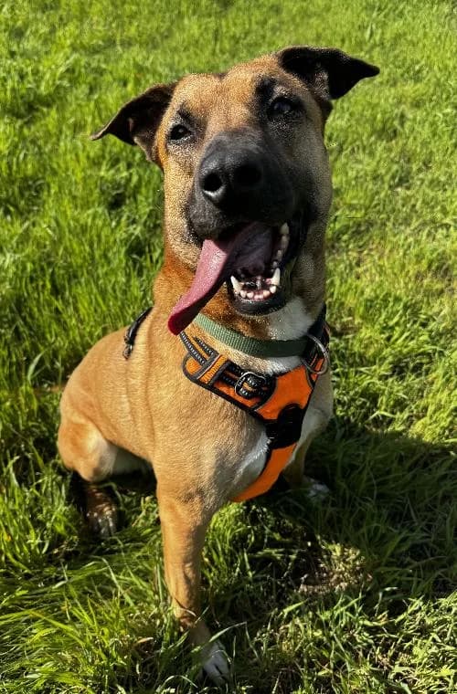 Bonjour, moi c'est Athena !,  Mixed Breed for adoption at SPA Marseille Provence, Marseille