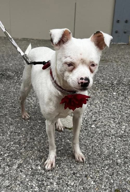 Bonjour, moi c'est Bridget !,  6yo Mixed Breed for adoption at SPA Marseille Provence, Marseille
