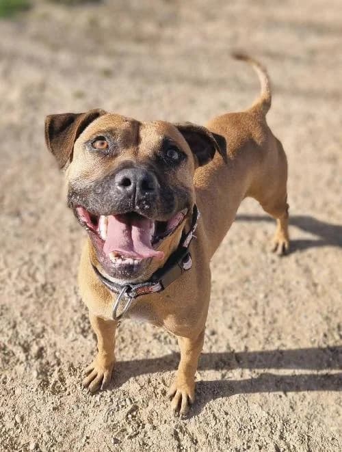 Bonjour, moi c'est Celia,  6yo Pit Bull Terrier for adoption at SPA Marseille Provence, Marseille
