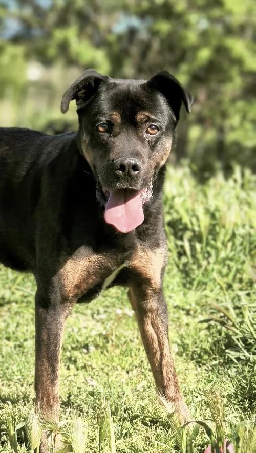 Bonjour, moi c'est Cooper, 7yo Mixed Breed for adoption at SPA Marseille Provence, Marseille