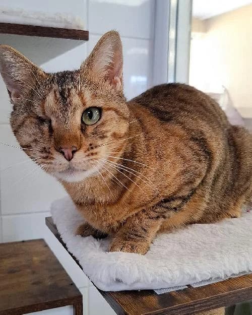 Bonjour, moi c'est Fifille !,  Mixed Breed for adoption at SPA Marseille Provence, Marseille